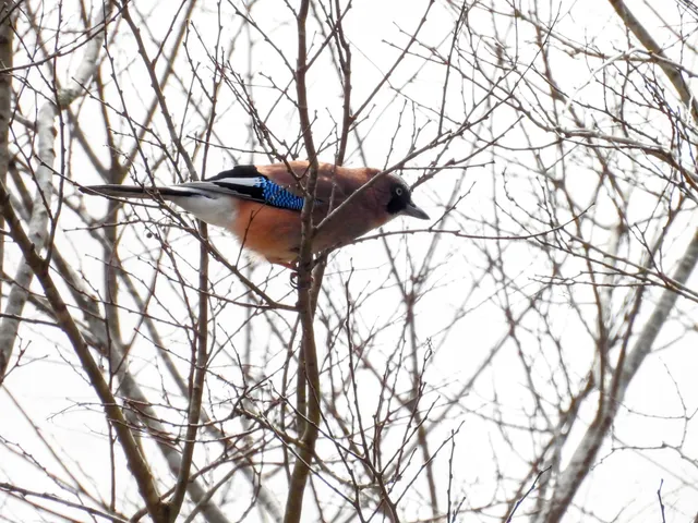 Species Image