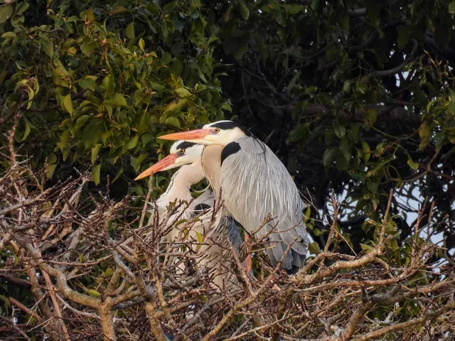 Species Image