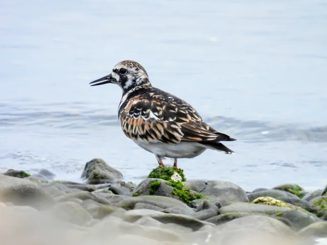 Species Image