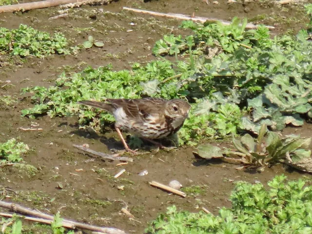 Species Image