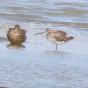 Species Image