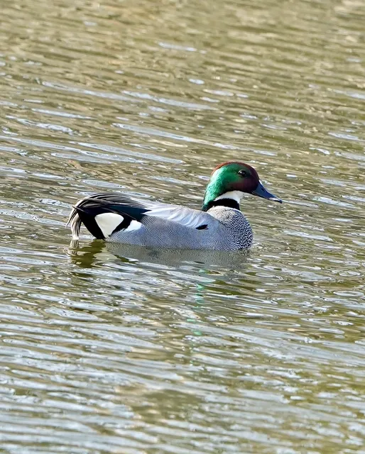 Species Image