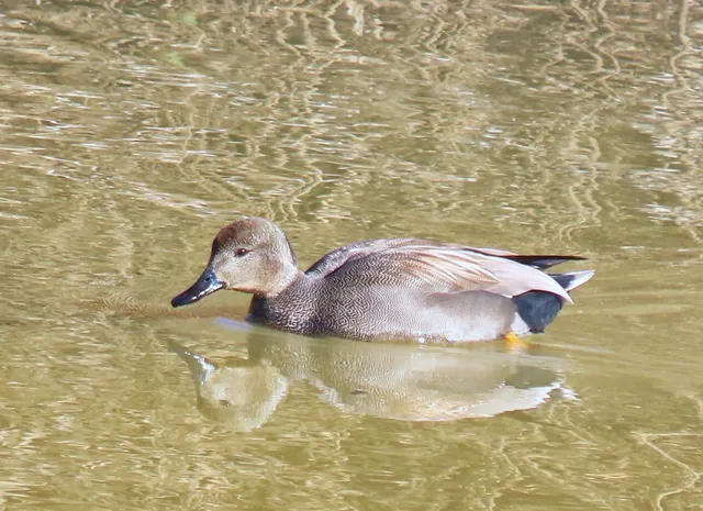 Species Image
