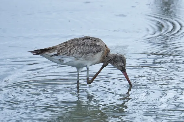 Species Image