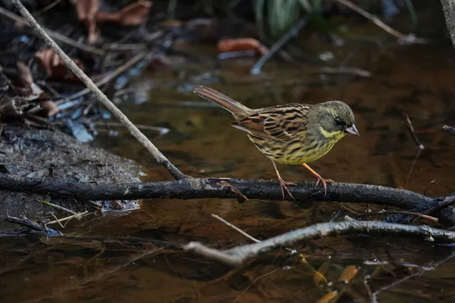 Species Image