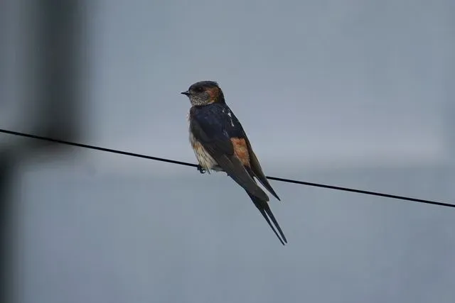 Family Image