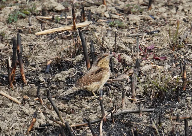 Species Image