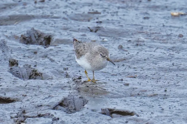 Species Image
