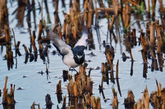 Species Image