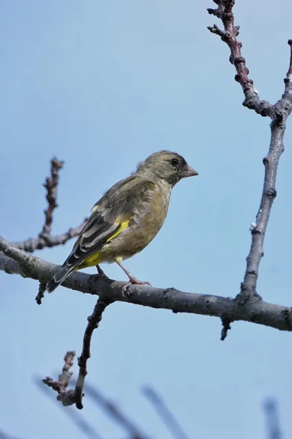 Species Image