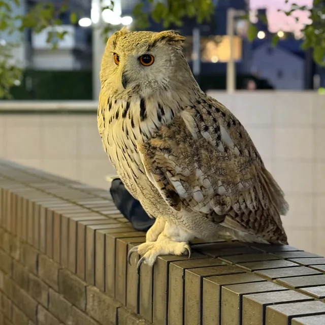 Species Image