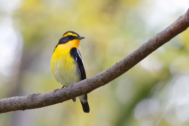 Species Image