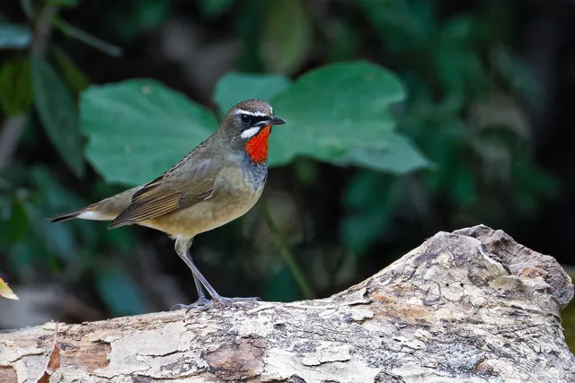 Species Image