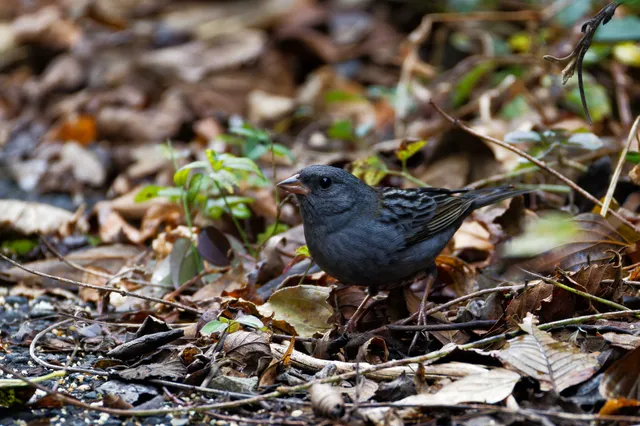 Species Image