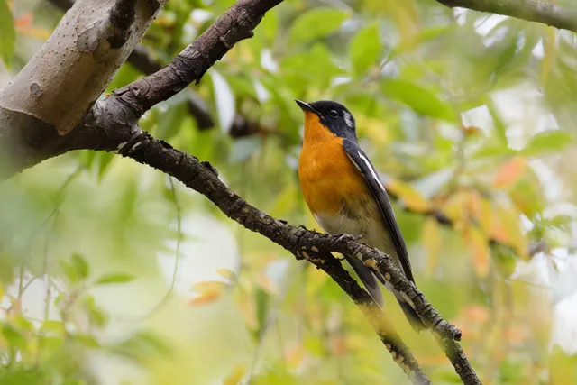 Species Image