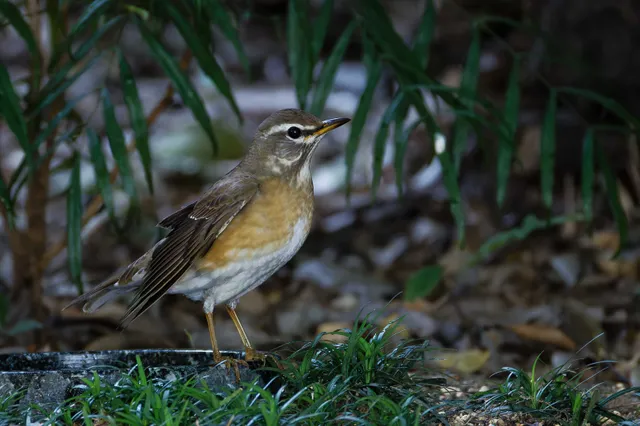 Species Image