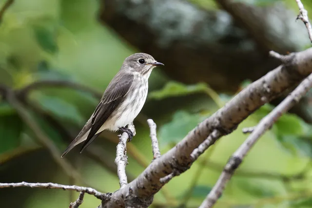 Species Image