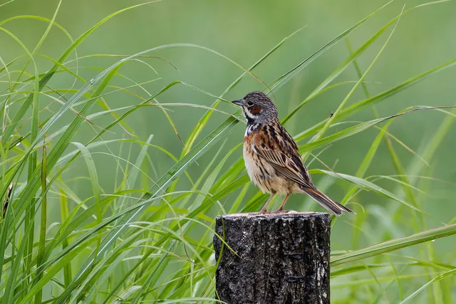Species Image
