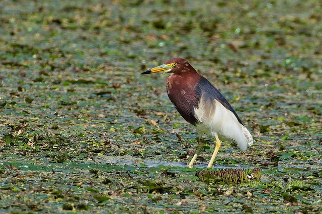 Species Image