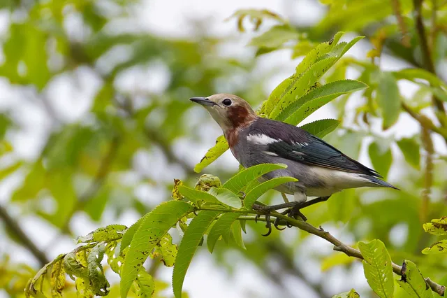 Species Image