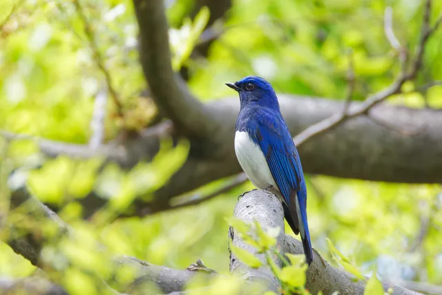Species Image