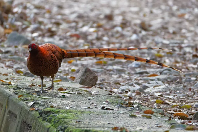 Species Image