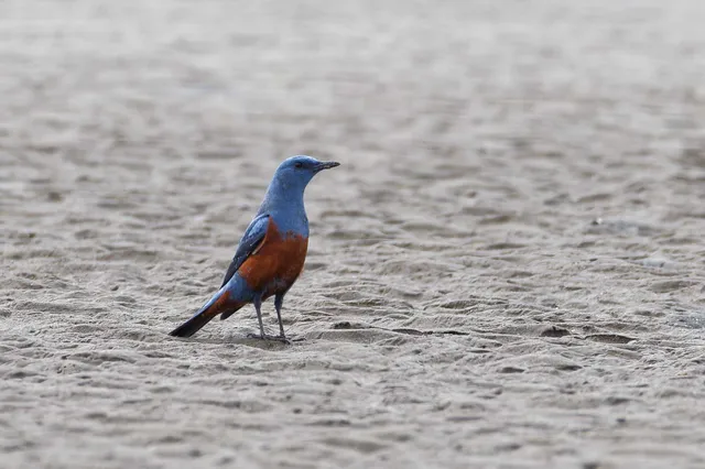 Species Image