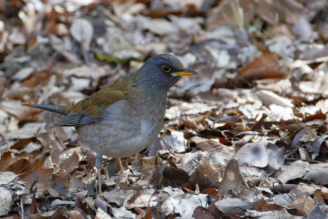 Species Image