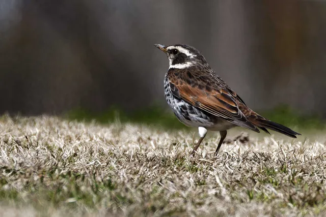 Species Image