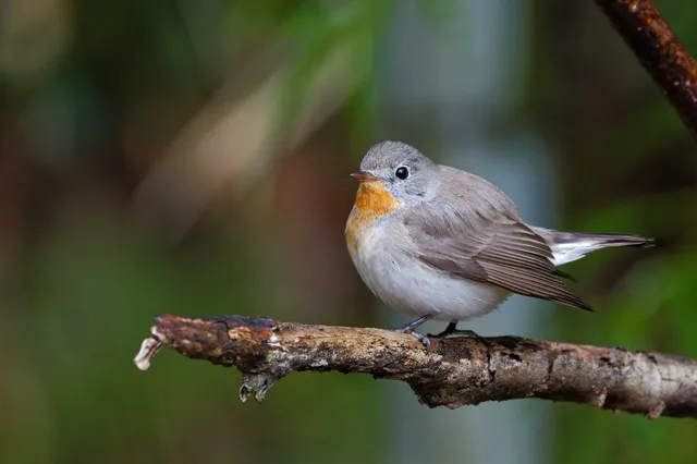 Species Image