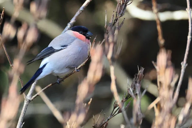 Species Image
