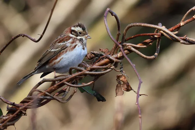 Species Image