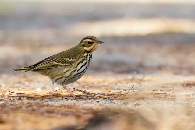 Species Image