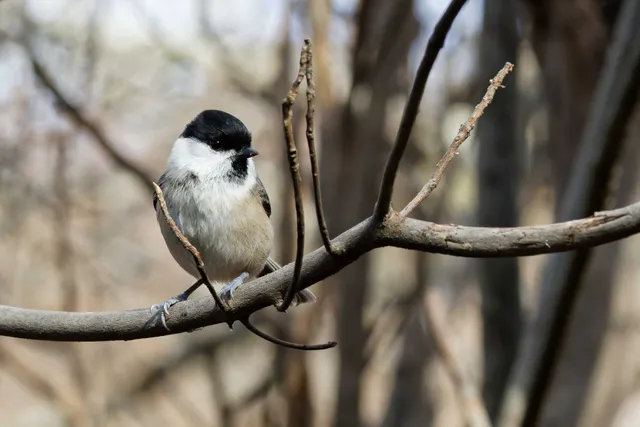 Species Image