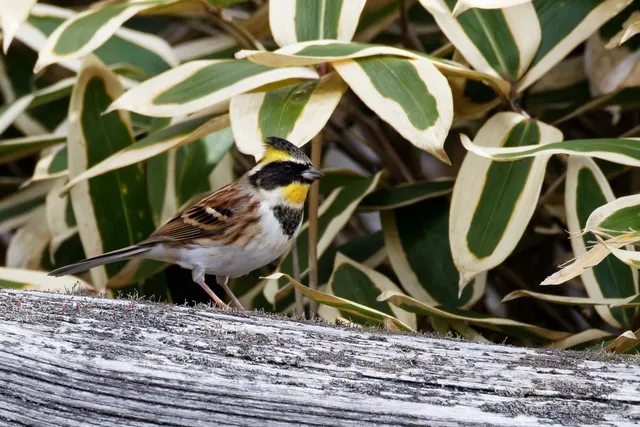 Species Image