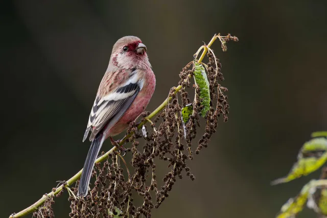Species Image