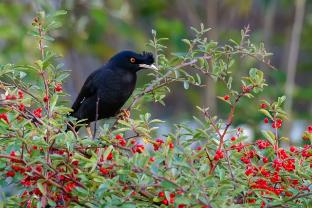 Species Image