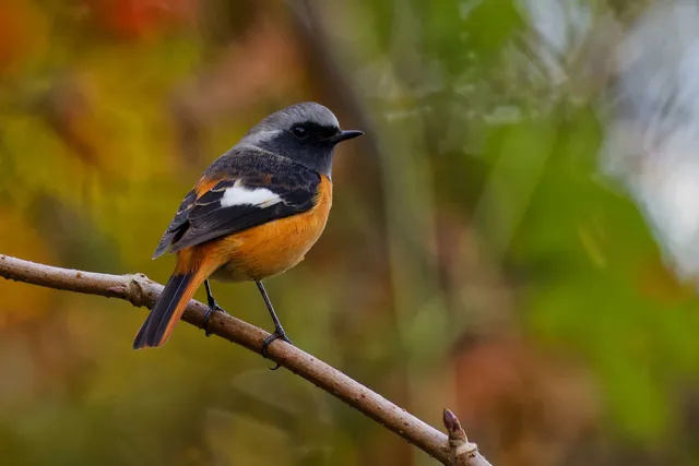 Species Image