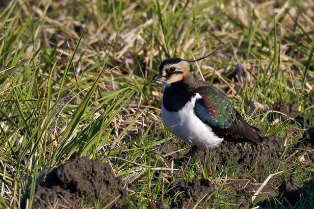 Species Image