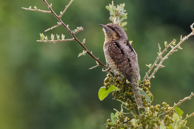 Species Image