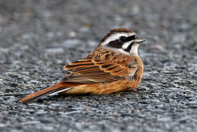 Species Image