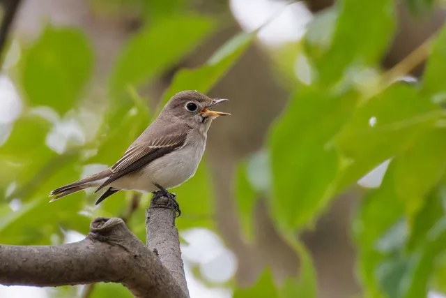 Species Image