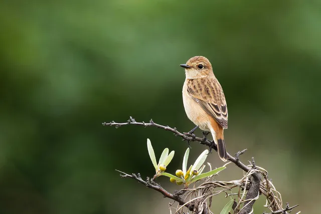 Species Image