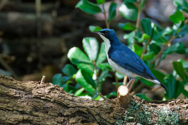 Species Image