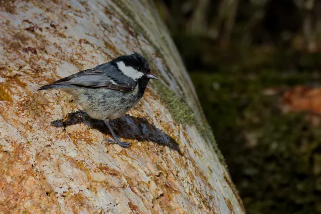 Species Image