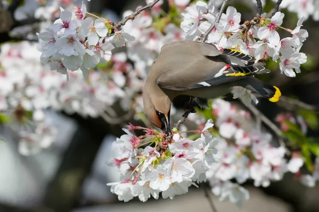 Species Image