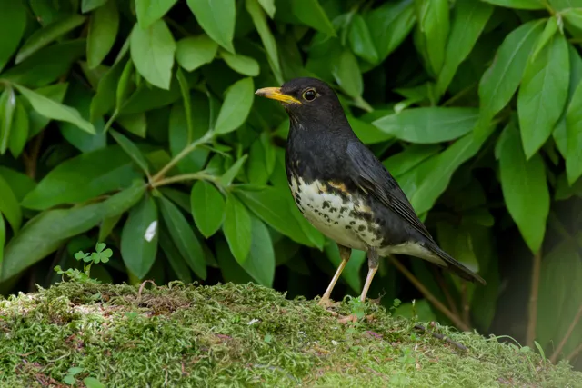 Species Image