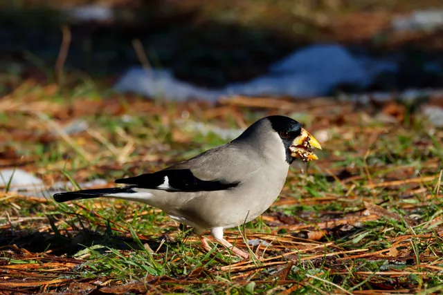 Species Image