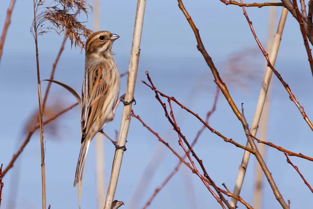 Species Image