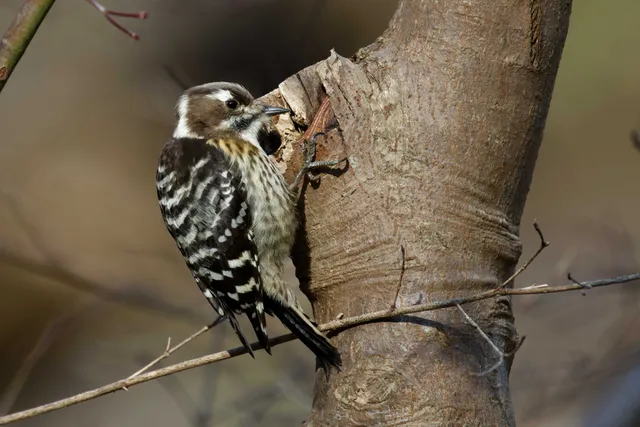 Species Image